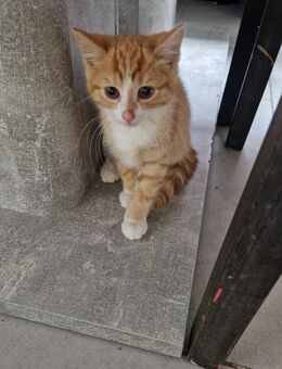 Liebe und verschmuste Maincoon Mix kitten - Korschenbroich