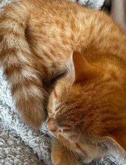 BKH Kitten - München Schwabing-Freimann