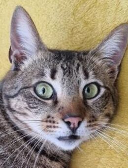 TIGER-hübscher, charmanter Kater - Rösrath