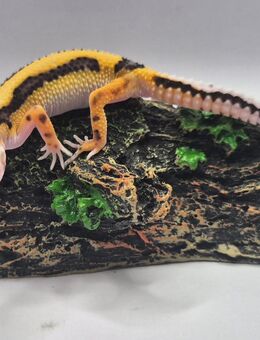 Traumhaft schöne Leopardgeckos super zahm - Jüchen
