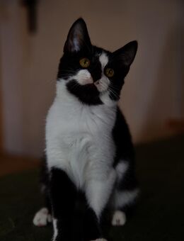 Katzenkind RONJA sucht ihr Zuhause! - Berlin