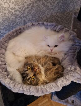 Kater in gute Hände abzugeben - Leverkusen