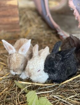 Kaninchen Babys, mini Lop, Rex Fell, Farbenzweg - Meinheim