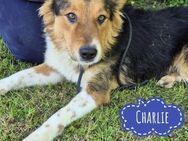 Charlie ein Familien geeigneter Hund - Flörsheim-Dalsheim