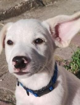 Hundebaby MAT - Gefrees