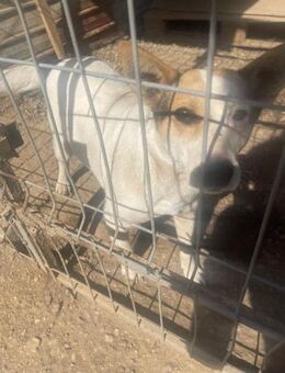 Aurelia Randi sucht ein Zuhause - Olfen