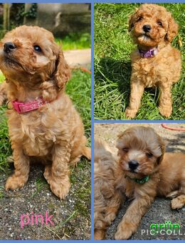 Powderpoo Maltipoo Minidoodle Pudel bis 35cm - Bad Lauterberg (Harz)