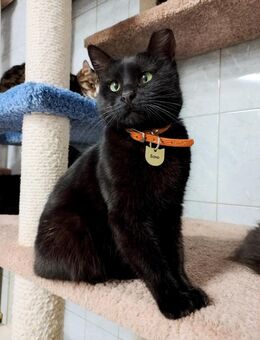 Bona Lackfellchen mit Silberblick - Bochum