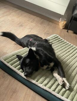 Wer hat noch ein Plätzchen im Herzen frei, Hope ca 9 Monate - Hohe Börde