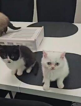Kittenbabys BKH - Tarmstedt
