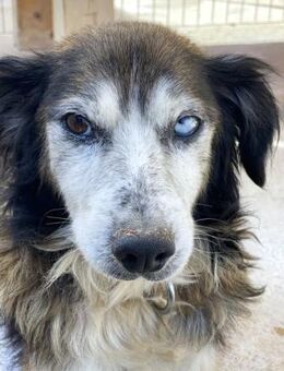 Forrest sucht sein ruhiges Glück - Bergkirchen