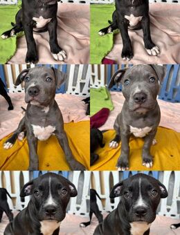 Xl american bully - Gera