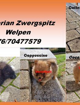 Pomeranian Zwergspitz Toy Welpen reinrassig - Mörnsheim