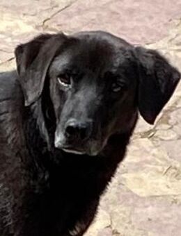 BLACKY - als Erbteil unerwünscht - Seggebruch