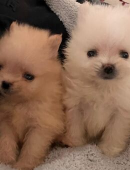 NUR HEUTE Pomeranian (Zwergspitz) Welpen - Rheinau