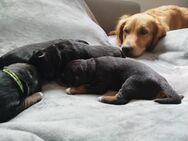Golden Aussies / Australian Retriever, Golden Retriever Australian Shepherd - Langwedel (Niedersachsen)