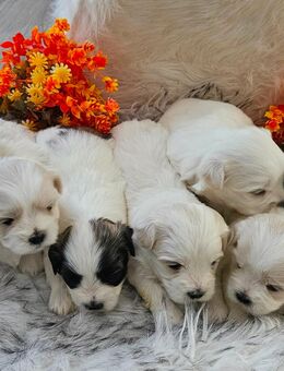 Shih-Tzu Malteser Mix Welpen - Lotte