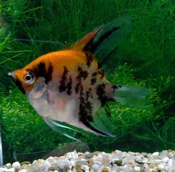 Skalar Koi - Hohenroth