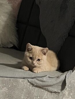 Bkh Kitten reinrassig ♥️von 4 kitten ,1 junge kitten noch übrig !!!! - Garbsen