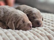 Labmaraner ( Labrador - Weimaraner ) Welpen - Willebadessen