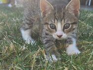 Babykatze/Kitten/Katze/weiblich - Geilenkirchen