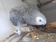 Graupapagei männchen - Ebern