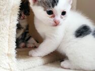 Ragdoll/Maine Coon Mix Kitten - Bernburg (Saale)