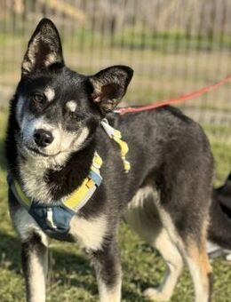 Hübsche Alexa sucht eine liebevolle Fami - Kleinostheim