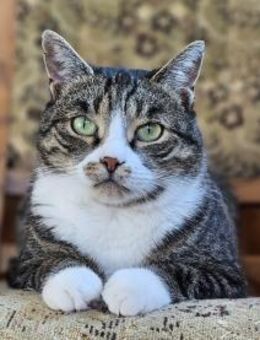 KIWI - geb. ca. 05/2021 - Eibenstock