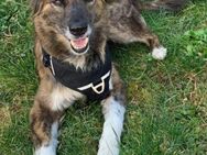 STELLA verliert ihr Zuhause 😔 - Neudenau