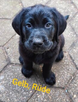 Wunderschöne Labrador Welpen suchen ihr für immer zu Hause - Sögel