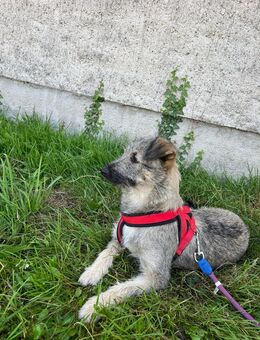 Unsere tolle graue Misclingshündin Meggy ca 1 J sucht ein warmes Körbchen ca 45 cm groß - Angern