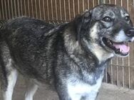 Alexia ist eine sehr freundliche Maus 🐾 - Elsdorf (Nordrhein-Westfalen)