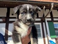 Erobert Nala dein Herz? - München