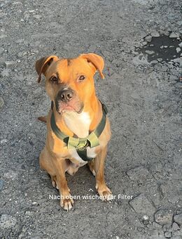 Liebevoller Hund sucht ein Neues Zuhause . - Bremerhaven