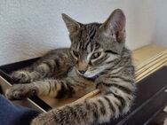 Liebevoller Kater Vincent - Halle (Saale)