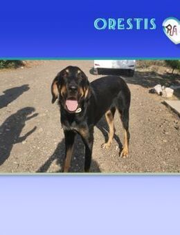 💚Orestis braucht dringend ein Zuhause - Alfeld (Leine)