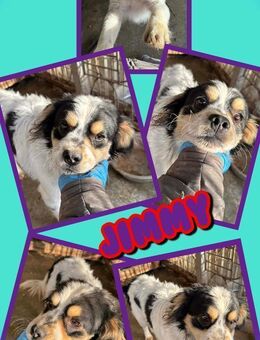 Rüde Jimmy bald auf PS in Pottenstein - Nürnberg