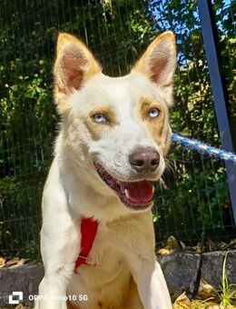 KEANU 💙 Augen aus Stahl, Herz aus Gold - Fahrenzhausen