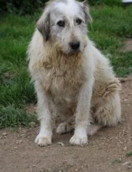 Luc - zutraulicher, aparter Rüde - Lohra