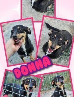Süße Donna - bald auf PS! - Nürnberg