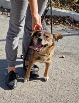 Sehr freundlicher ALBY ♥️sehr sozial 🐾 - München