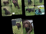 Verkaufen Lagotto-Doodle-Welpen - Rackwitz