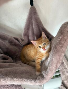 Babykitten / babykater - Dorsten