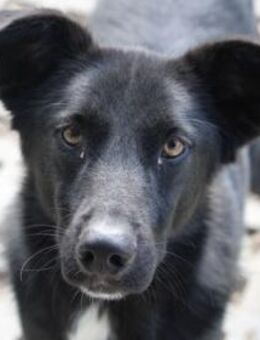 Winston ist ein sanfter Herzensbrecher! - Karben