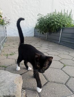 Katzenbabys , Kitten , suchen ein für Immer zu Hause - Hamm