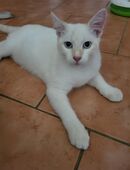 Weiß roter Mix Kater in 04895