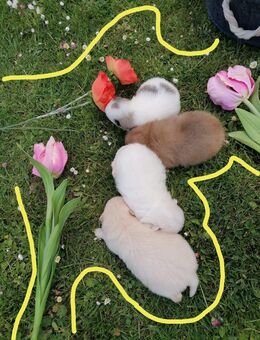 Reinrassige Pomeranian Welpen - Kyritz