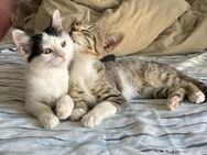 Teddy und Mousy aus dem Tierschutz - Grevenbroich