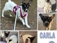 CARLA -rundum tolles Hundemädchen- - Duisburg
